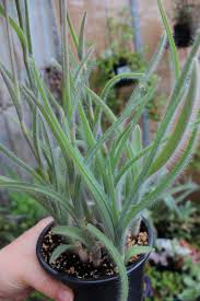 Image result for Aneilema zebrinum