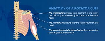 Image result for Rotator Cuff Rupture
