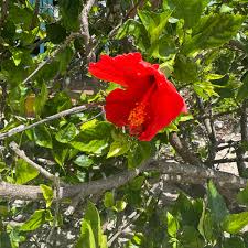 Image result for Abutilon