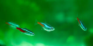 While neon tetras' colors match well with bettas, their personalities clash with aggression, but it's not impossible to do neon tetras and bettas make good tank mates? Betta Fish Series Suitable Betta Tank Mates The Aquarium Guide