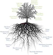 Tree Root Length Related Keywords Suggestions Tree Root