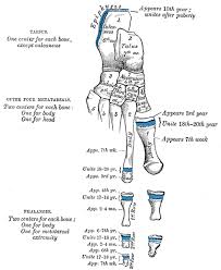 Image result for Growth Plate