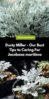 Dusty Miller Our Best Tips To Caring For Jacobaea Maritima Trees Com Dusty Miller Easy Care Plants Cineraria