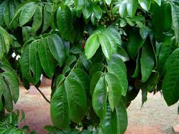 Image result for Trichilia