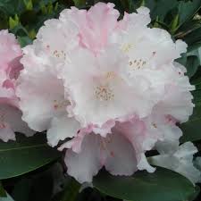 Silberwolke Rhododendron Agm Buy Silberwolke Yakushimanum Rhododendrons Online Millais Nurseries