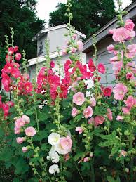 The 8 best options for flower delivery in bend, oregon. Hollyhock Old Farmyard Bluestone Perennials Hollyhocks Flowers Flowers Perennials Flower Garden