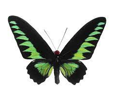 Bicbugs Trogonoptera Brookiana Birdwing Green Black Butterfly Male Indonesia Black Butterfly Butterfly Beautiful Butterflies