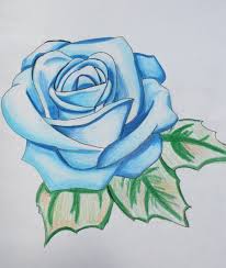 Blue Rose By Shiver Me Kimbers On Deviantart Roses Drawing Flower Drawing Rose Drawing