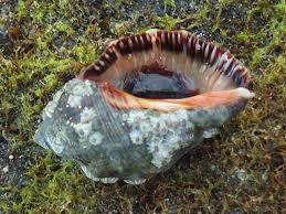 Purpurschnecke — (purpura lam.), gattung der vorderkiemer, schnecken mit eiförmiger schale, kurzem gewinde, rasch wachsenden windungen, großer letzter windung, weiter mündung und. Stramonita Haemastoma Purpurschnecke Arthropodafotos De