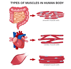 Click below for class 9 science important questions worksheets, latest syllabus, ncert cbse books, ncert solutions, hots, multiple choice questions (mcqs), flowcharts, formulas, concept maps, mind map, equations, easy to learn concepts and study notes of all chapters. Ncert Exemplar Class 9 Science Solutions Chapter 6 Tissues Ncert Exemplar Free Pdf Download