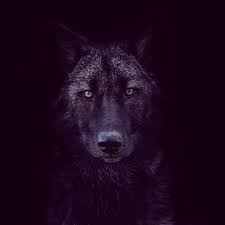 However, we are able to make an estimate based on the number of searches we get per month, which we make public. Wolf Blackwolf Canislupus The Black Wolf It S Nothing But A Melanistic Grey Wolf Their Melanism Often Helps Them To Be Ste Melanistic Wolf Dog Black Wolf