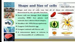 Check spelling or type a new query. Cell Part 3 Difference Between Animal And Plant Cell Youtube