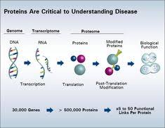 Proteomics Aol Image Search Results Transcription And Translation Genome Transcription