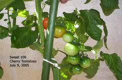 The only times cherry tomatoes are really preferable over grape is when you want to stuff them, but if you want to the tomatoes to last a little longer, you should choose grape. Sweet 100 Tomato Question Newbie Gardener