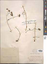 Image result for Cissus humbertii