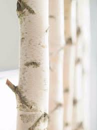 Besuchen Sie Unseren Online Shop Unter Www Birkendoc De Unsere Kunden Wie U A Ikea Hans Im Wei Birkenstamm Kaufen Moderne Inneneinrichtung Birkenstamm