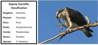 Maybe you would like to learn more about one of these? Ospreys 101 Scientific Classification And Characteristics Days At Dunrovin