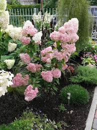 Panicle Hydrangea Vanilla Strawberry Hydrangea Paniculata 4 5 Tall Blooms In Summer Dwarf Variety Called Strawberr Hydrangea Paniculata Garten Pflanzen