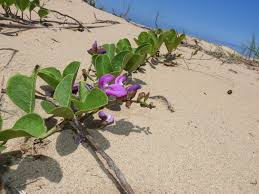 Image result for Canavalia rosea