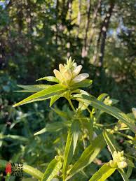 Image result for Blotiella crenata