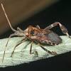 Bugged out pest management is an industry leading, family owned and operated nyc pest control company. Https Encrypted Tbn0 Gstatic Com Images Q Tbn And9gcq Rcevcal0k4jmsbpdqwarwpye Stlvnczraftxf3ebfl1gd5 Usqp Cau