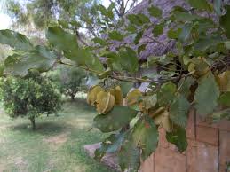Image result for Combretum apiculatum