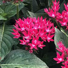 Resources for planting a perennial garden. Sunstar Red Pentas Garden Crossings