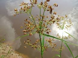 Image result for Rhynchospora brevirostris