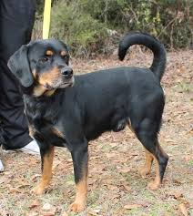 Black And Brown Beagle Rosco Is A 2 Year Old Male Beagle Cocker Spaniel Mix Who Has Already Been Neutered He Is Black With Tan Markings And We Cocker Spaniel Mix Dogs Cocker Spaniel