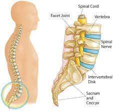 So let us examine the first device, r1. Spondylolysis And Spondylolisthesis Orthoinfo Aaos