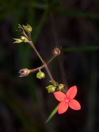 Image result for Cordylostigma longifolium