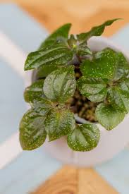 Image result for Calvoa