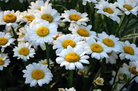 Maybe you would like to learn more about one of these? Daisy Flower Types Of Daisies Hgtv