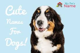 Cute Dog Names 180 Of The World S Cutest Names For Dogs My Pet S Name Explore amazing art and photography and share your own visual we're claiming the name dog mom because, to us, our dogs are absolutely a part of our family. cute dog names 180 of the world s