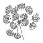 Image result for Steganotaenia