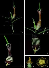 Image result for Ceropegia multiflora