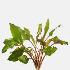 In its native land, the beginners may think that the cryptocoryne wendtii has died off but after some time the plant will. Cryptocoryne Wendtii Red Set Of 2 Plants Plants Large Plants Freshwater Aquarium Plants