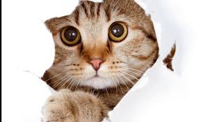 Los Cinco Tipos De Relacion Que Puedes Mantener Con Tu Gato El Comercio