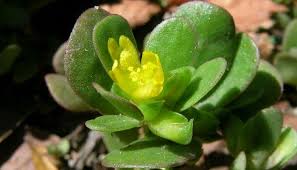 It can be used for a face mask as purslane refreshes, cleanses and tightens the skin. Purslane Herb Uses Side Effect And Health Benefits