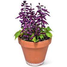 Image result for Salvia pratensis `Rose Rhapsody