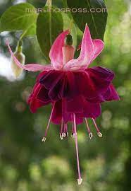 Visit The Site For Details Fuchsia Flowers Amazing Flowers Fuchsia Flower