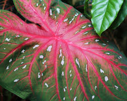 Caladium plants are vibrant, leafy flowers that come in a variety of colors and sizes. Caladiums All About Caladium Bulbs Farmer Gracy S Blog