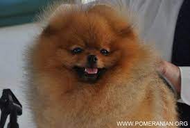 How do you put down a dog humanly? Pomeranians Save A Dog Pomeranian Pomeranian Dog