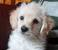 Teacup Poodle Chihuahua Poodle Mix