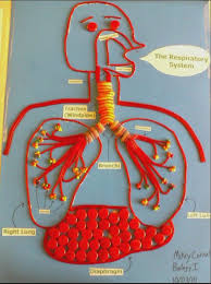 The Respiratory System Made Entirely Out Of Candy Materials Used Cinnamon Disks Tw Respiratory System Kids Respiratory System Projects Body Systems Project