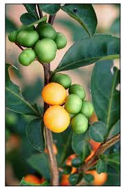 Image result for Solanum sp.no.2