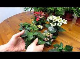 How To Prune Deadhead Kalanchoe Blossfeldiana Succulent Plants Youtube Kalanchoe Blossfeldiana Planting Succulents Kalanchoe Flowers