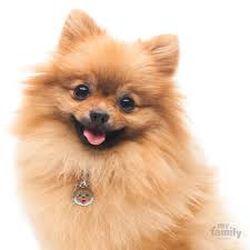 Black And Brown Pomeranian Price Pomeranian Dog 8 Budget Friendly Dog Breeds In India Dogspot In The Pet Shoppe Siliguri Home Facebook 10 Most In 2020 Pomeranian Dog Friendly Dog Breeds Dog Friends