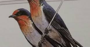 swallows nz animals birds bird