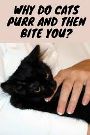 Pin On Pets